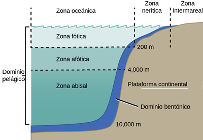 Een el ecosistema marino se pueden definir zonas en función de la luz y la profundidad.